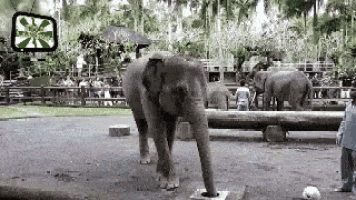 Elephant Trunk GIF - Elephant Trunk Splash GIFs
