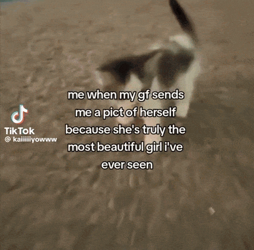 a picture of a cat next to a tiktok caption