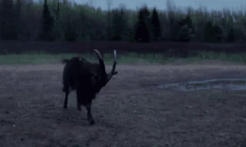 Black Goat Rearing GIF - Black Goat Rearing Standing GIFs
