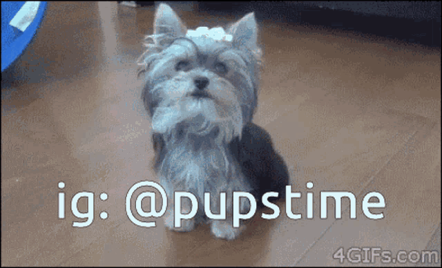 a small dog with a bow on its head is sitting on a wooden floor with the words ig : @pupstime below it
