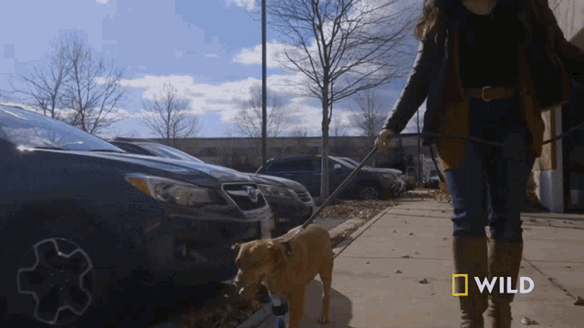 Going For A Walk National Geographic GIF - Going For A Walk National Geographic Wizard Of Paws GIFs