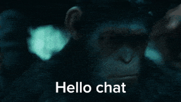 a close up of a chimpanzee with the words hello chat below it