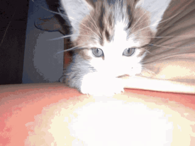 a kitten with blue eyes is laying on a person 's chest