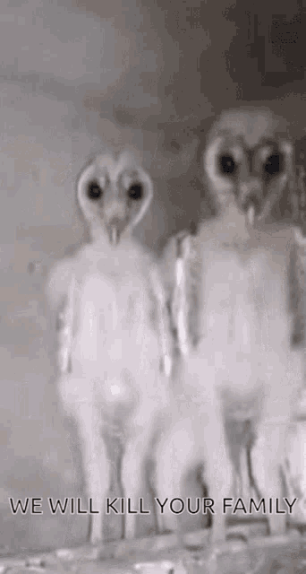 two owls standing next to each other with the words " we will kill your family " written below them
