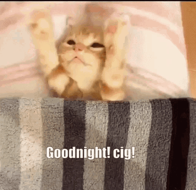 a cat is laying on top of a striped blanket with the words `` goodnight ! cig ! '' below it .