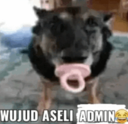 Wujud Aseli Admin Pacifier Dog GIF - Wujud Aseli Admin Pacifier Dog Dot Anjing GIFs