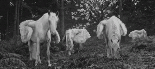 Pegasus White Horse GIF - Pegasus White Horse Wings GIFs