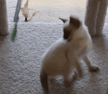 a white kitten is playing with a green toy