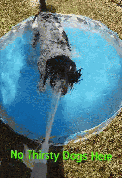 Thirsty Dog GIF - Thirsty Dog Summer GIFs