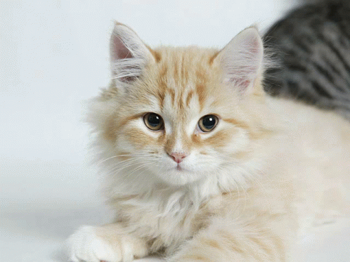 Meow GIF - Meow GIFs