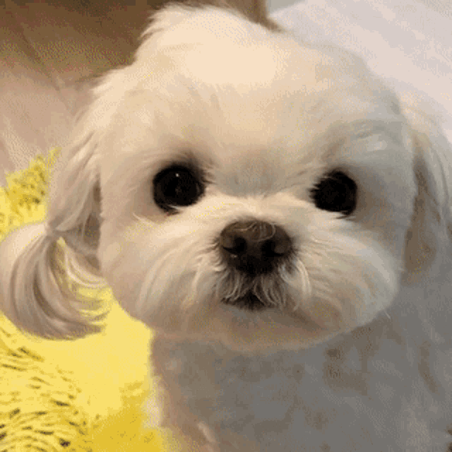 a small white dog with a ponytail on its head is looking at the camera