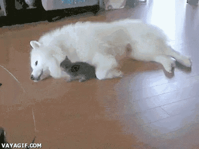 a white dog is laying on the floor with a small kitten on its chest ..