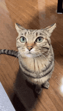 a cat with green eyes is looking at the camera