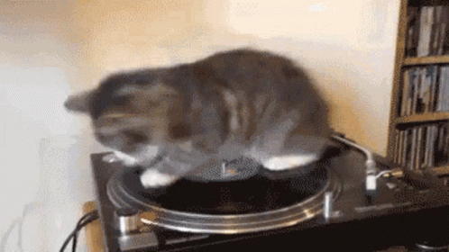 Spin Record GIF - Spin Record Cat GIFs