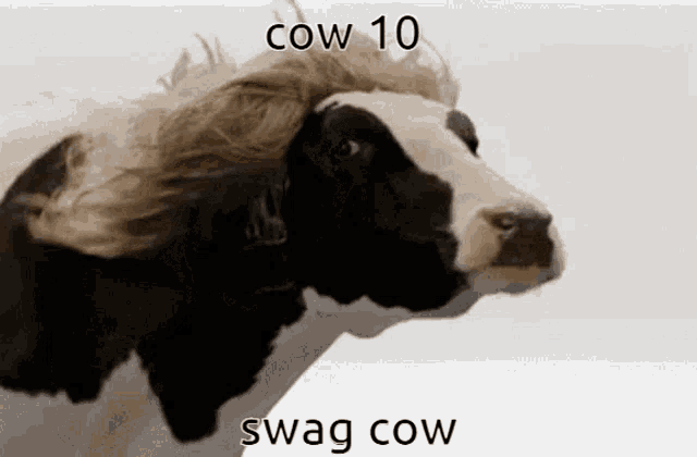 Cow10 Cow GIF - Cow10 10 Cow GIFs