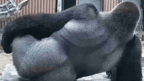 a gorilla is laying on its back on the ground and scratching itself .