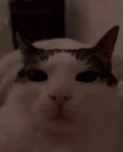 Ahuel Cat GIF - Ahuel Cat GIFs