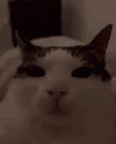 a close up of a cat 's face with black eyes looking at the camera