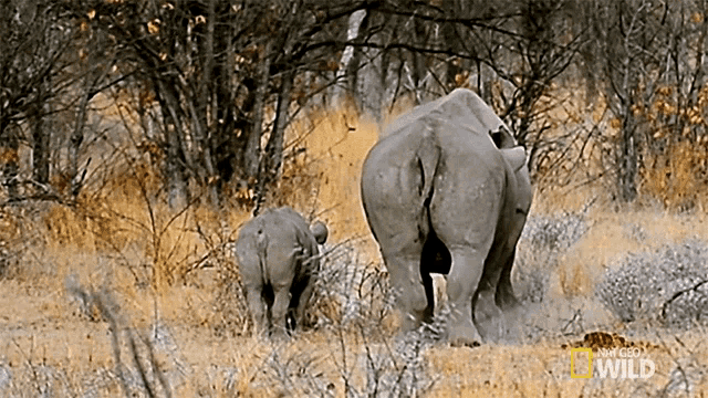 Charge Witness A Rhino Rumble GIF - Charge Witness A Rhino Rumble Stomp GIFs