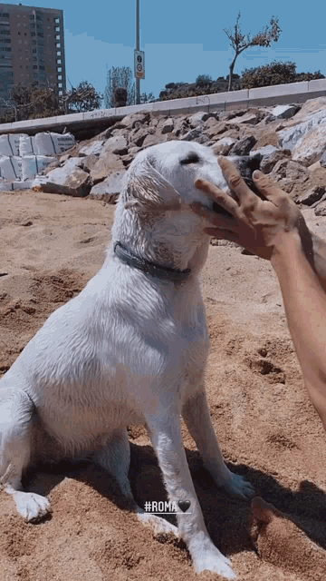 a person petting a white dog on a beach with the hashtag #roma