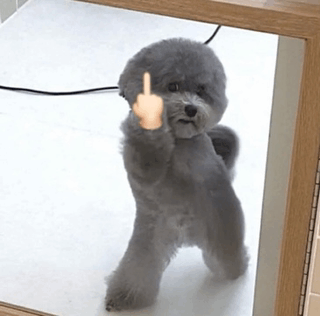 Middle Finger Dog GIF - Middle Finger Dog GIFs