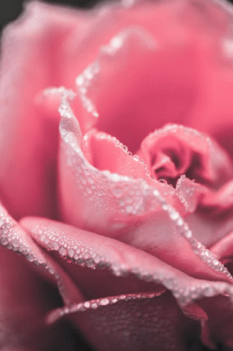 Pink White57 Bloom55 GIF - Pink White57 Bloom55 GIFs