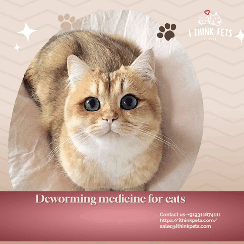 Cat Health GIF - Cat health - Discover & Share GIFs