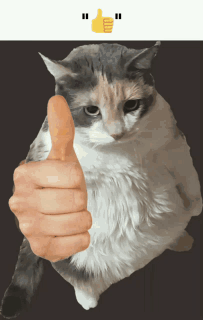 a cat is giving a thumbs up with a hand