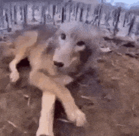 a dog with a broken leg is laying on the ground .
