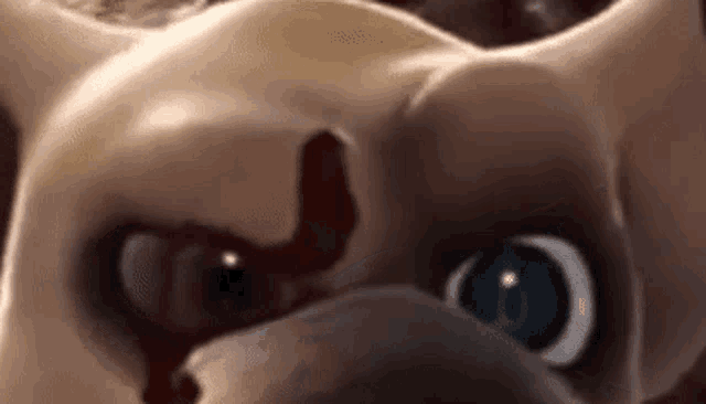 a close up of a cat 's face with blue eyes and a very angry look on its face .
