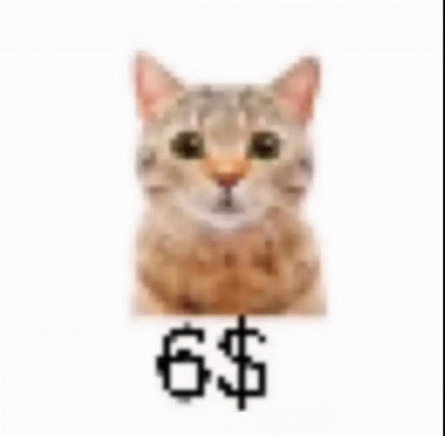 6dolla Cat GIF - 6dolla Cat Cat Meme GIFs