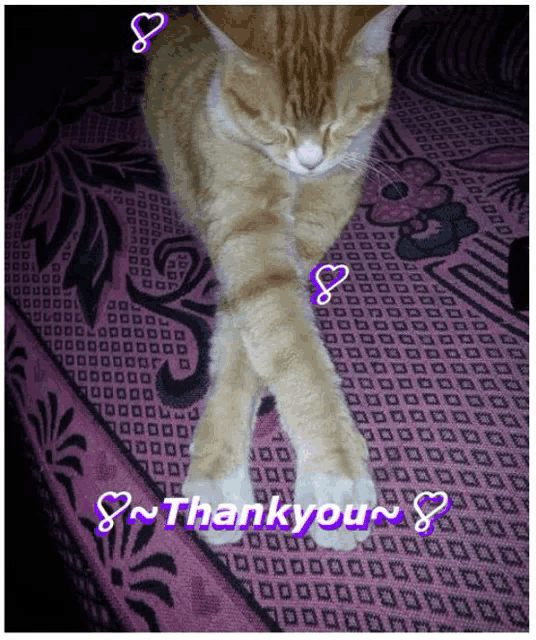 a cat is laying on a purple rug with the words thank you written on it