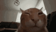 a close up of a cat 's face looking at the camera .