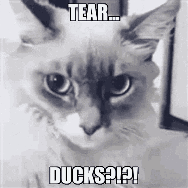 Tear Ducks Cat GIF