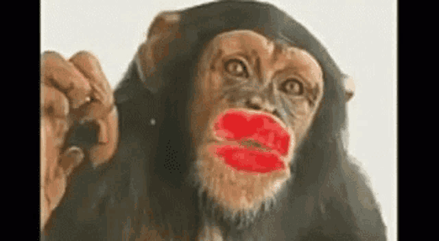 a chimpanzee with red lipstick on its lips is looking at the camera .