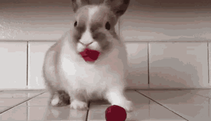 a rabbit with red lipstick on its face is eating a raspberry on the floor .