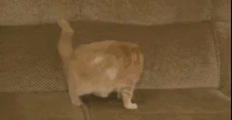 Cat Couch GIF - Cat Couch Sofa GIFs