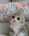 Cute Kitty GIF - Cute Kitty GIFs