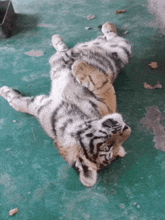 Tiger Yawning GIF - Tiger Yawning Stretching GIFs