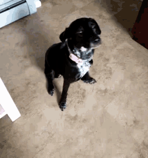 a black dog with a pink collar is standing on a tile floor .