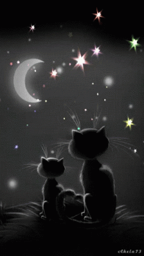 Starry Night Cats GIF - Starry Night Cats Cute GIFs