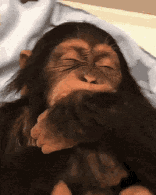 Monkey Funny GIF - Monkey Funny Laughing GIFs