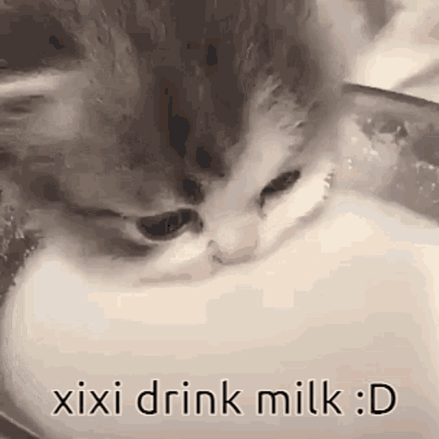 Xiyo Xiyo Kitty GIF - Xiyo Xiyo Kitty Xiyo Milk GIFs