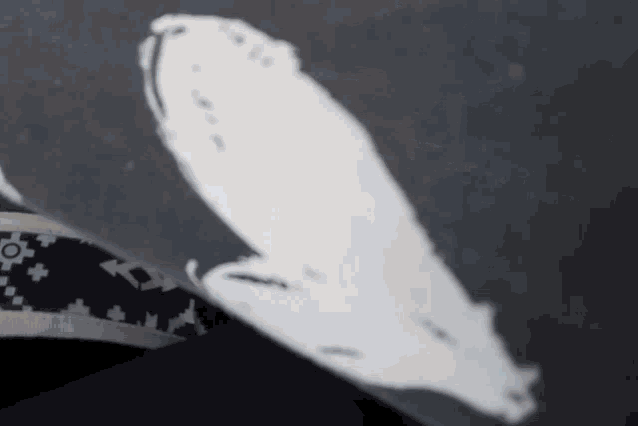 a close up of a feather on a black surface
