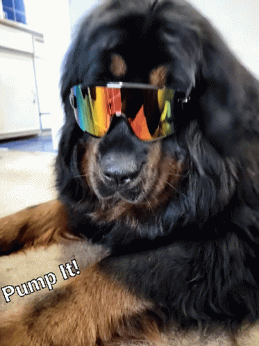 Pump Hoge GIF - Pump Hoge Tibetan Mastiff GIFs