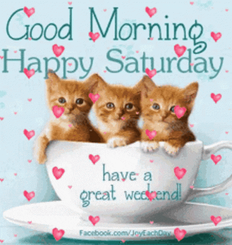 three kittens in a cup with the words good morning happy saturday have a great weekend on the bottom