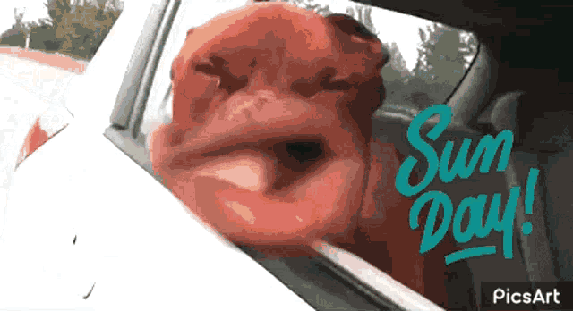 a picture of a dog sticking its head out of a car window with the words sun day written on the bottom