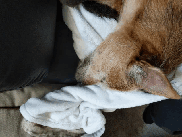a dog laying on a couch with a white blanket covering its face