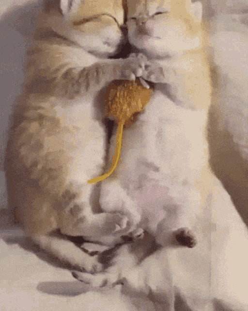 Snuggle Cat GIF - Snuggle Cat Love GIFs