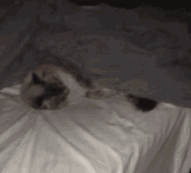 Sleep Sleeping Cat GIF - Sleep Sleeping Cat Good Night GIFs